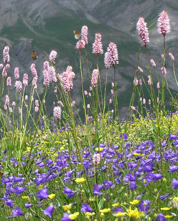 Bistorta officinalis / Poligono bistorta